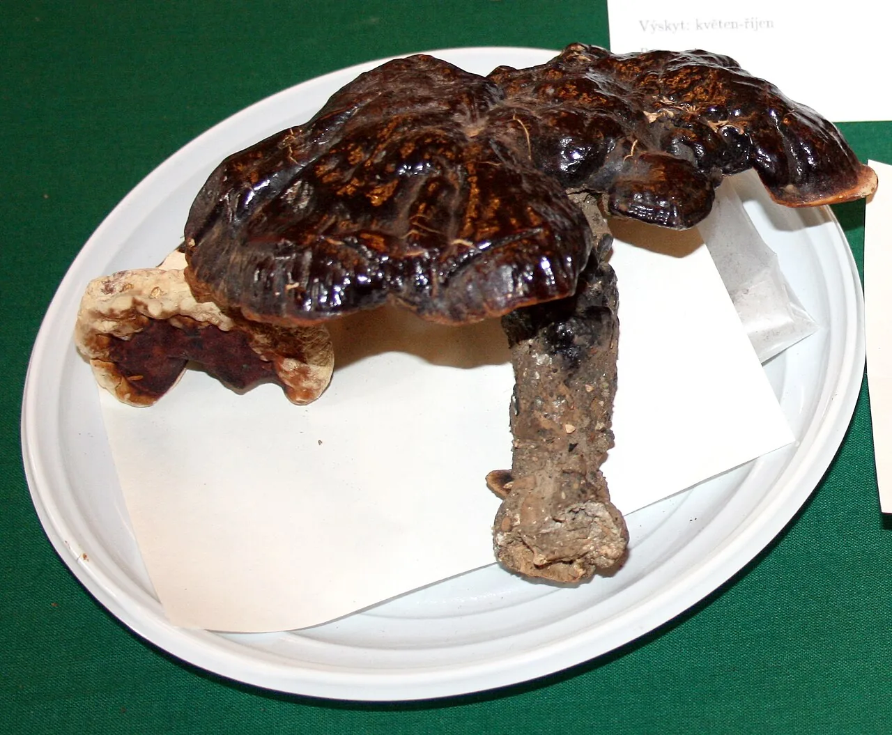 Ganoderma carnosum (Ganoderma carnosum) — photo mycologique