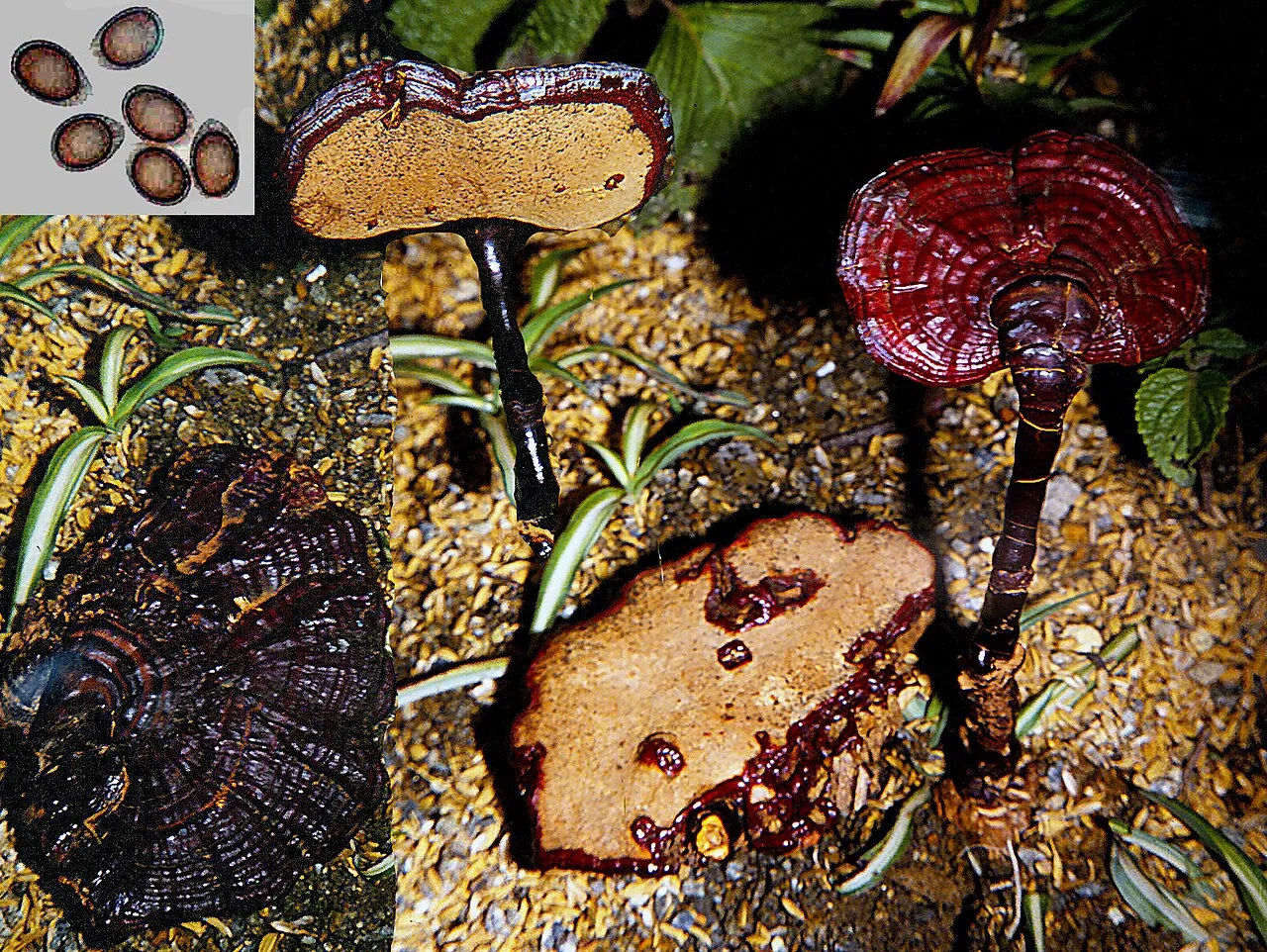 Ganoderma neojaponicum (Ganoderma neojaponicum) — photo mycologique