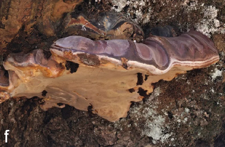 Ganoderma pfeifferi (Ganoderma pfeifferi) — photo mycologique