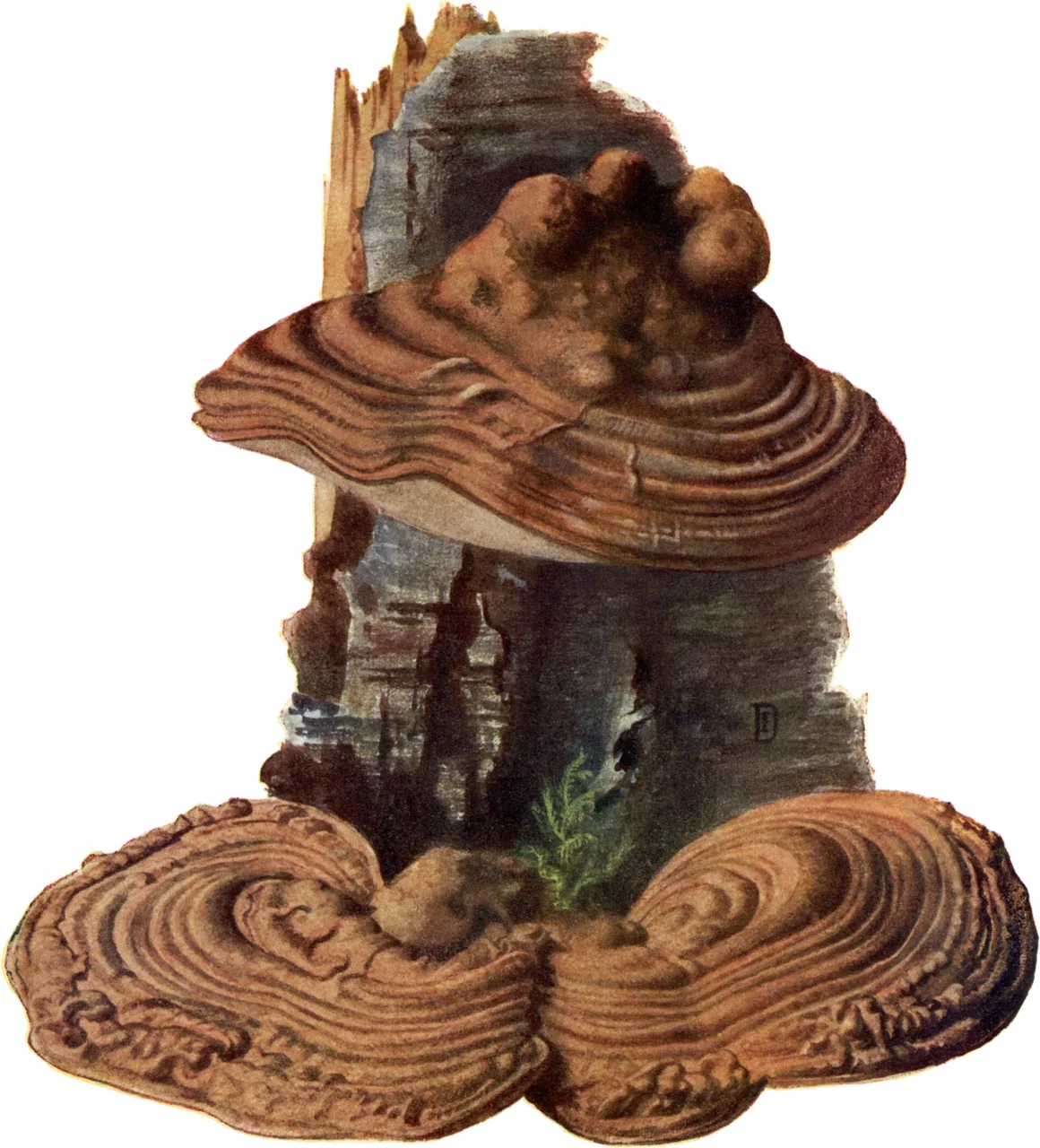 Ganoderma philippii (Ganoderma philippii) — photo mycologique
