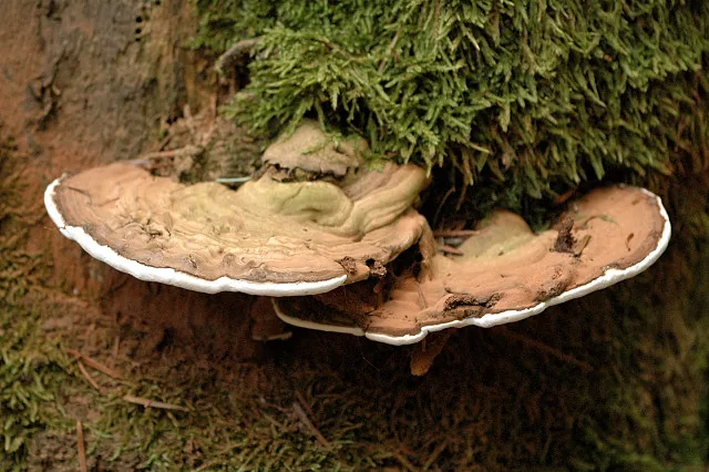 Ganoderma septatum (Ganoderma septatum) — photo mycologique