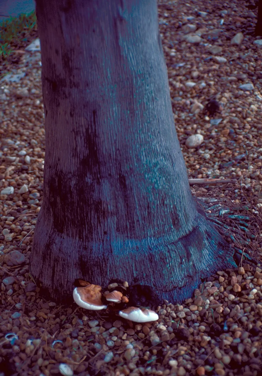 Ganoderma zonatum (Ganoderma zonatum) — photo mycologique