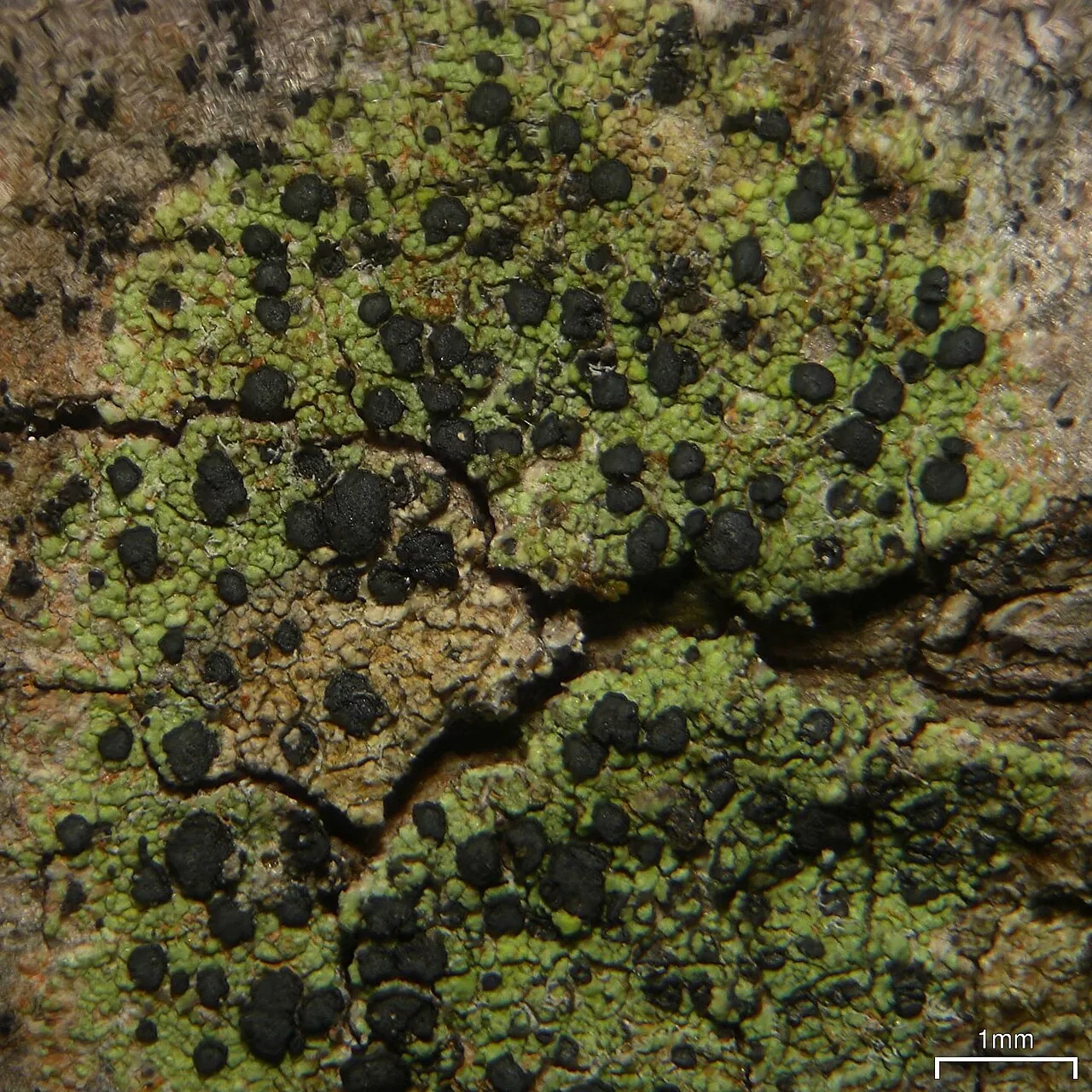 Gassicurtia clathrisidiata (Gassicurtia clathrisidiata) — photo mycologique