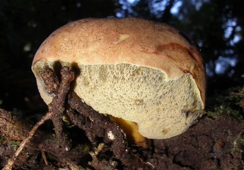 Gastroboletus turbinatus (Gastroboletus turbinatus) — photo mycologique