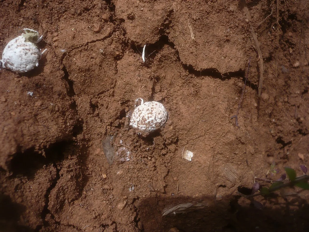 Gastrosporium simplex (Gastrosporium simplex) — photo mycologique