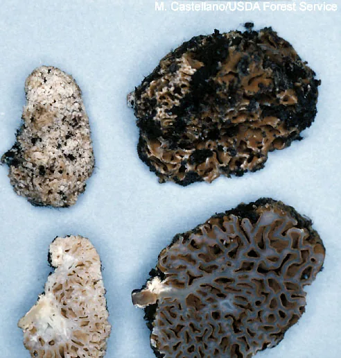 Gautieria fuegiana (Gautieria fuegiana) — photo mycologique