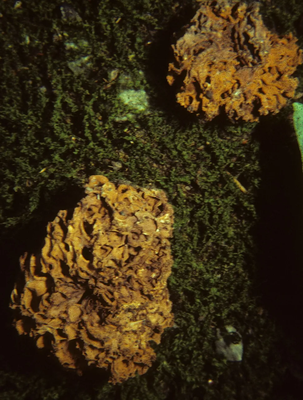 Gautieria morchelliformis (Gautieria morchelliformis) — photo mycologique
