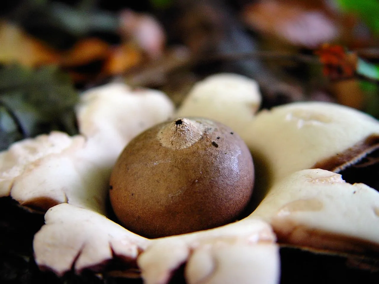 Geastrum congolense (Geastrum congolense) — photo mycologique