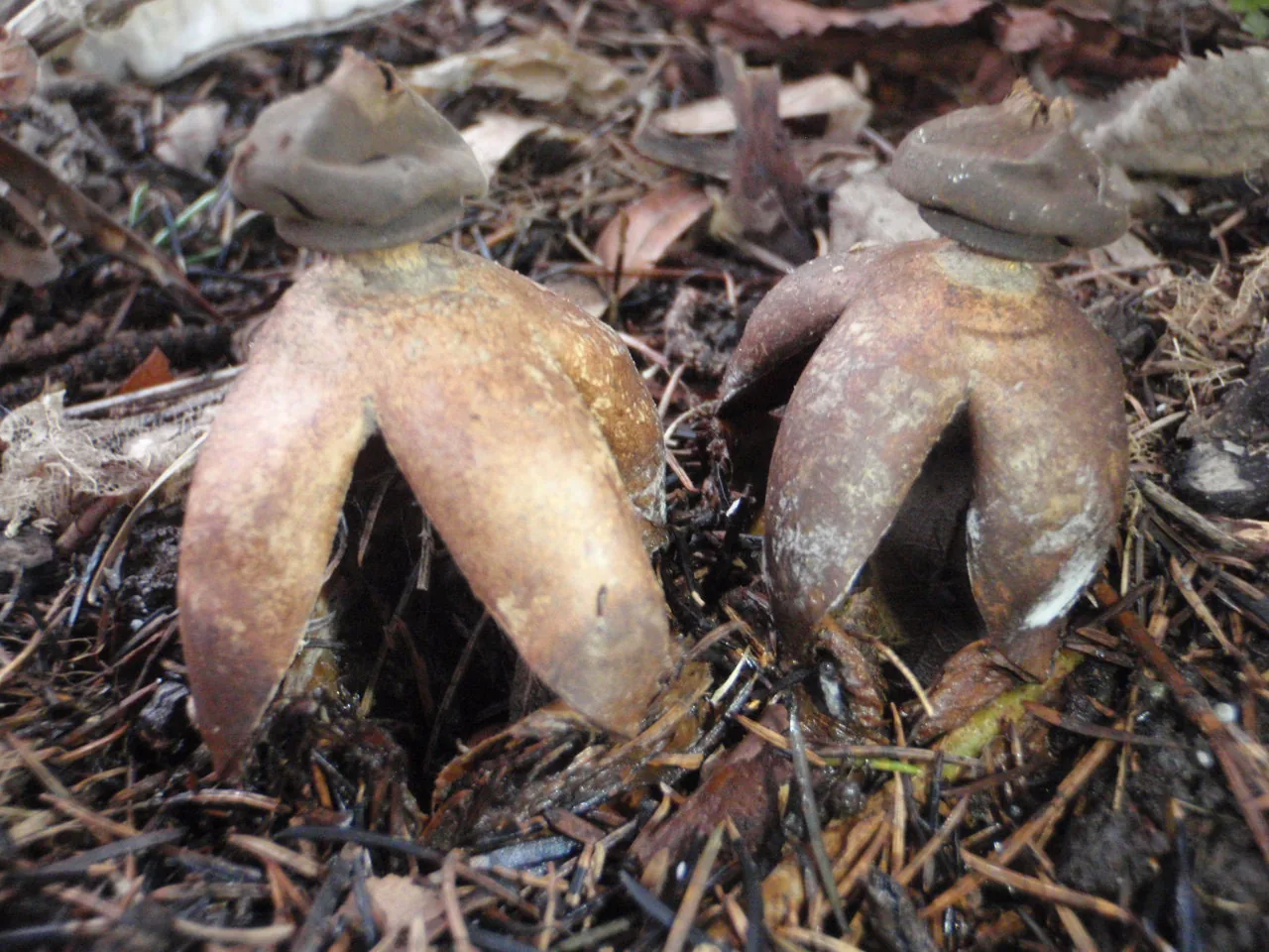 Geastrum fornicatum (Geastrum fornicatum) — photo mycologique