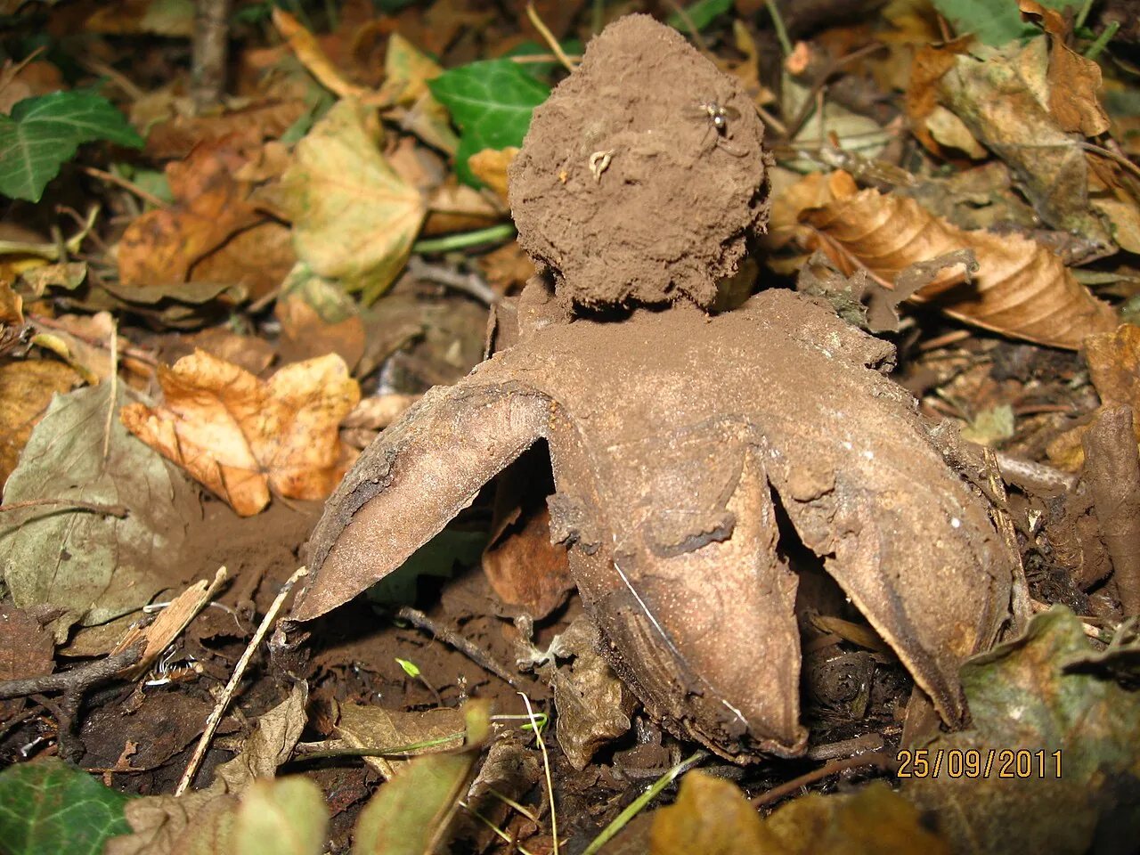 Geastrum melanocephalum (Geastrum melanocephalum) — photo mycologique
