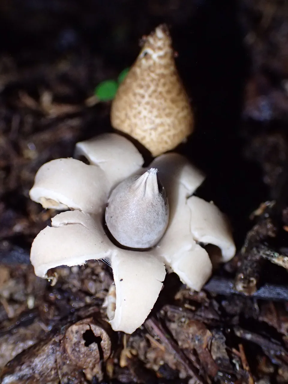 Geastrum morganii (Geastrum morganii) — photo mycologique