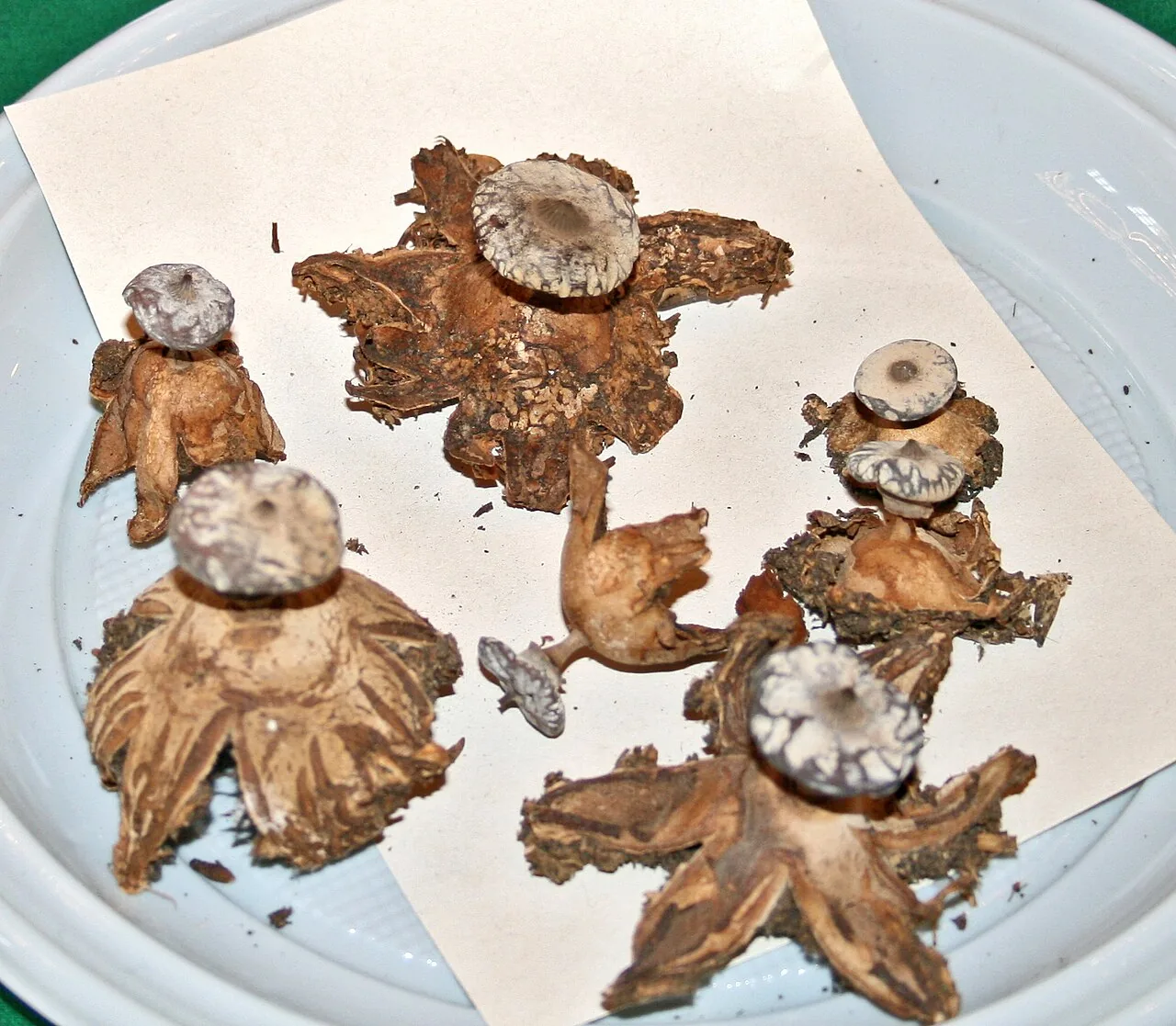 Geastrum striatum (Geastrum striatum) — photo mycologique