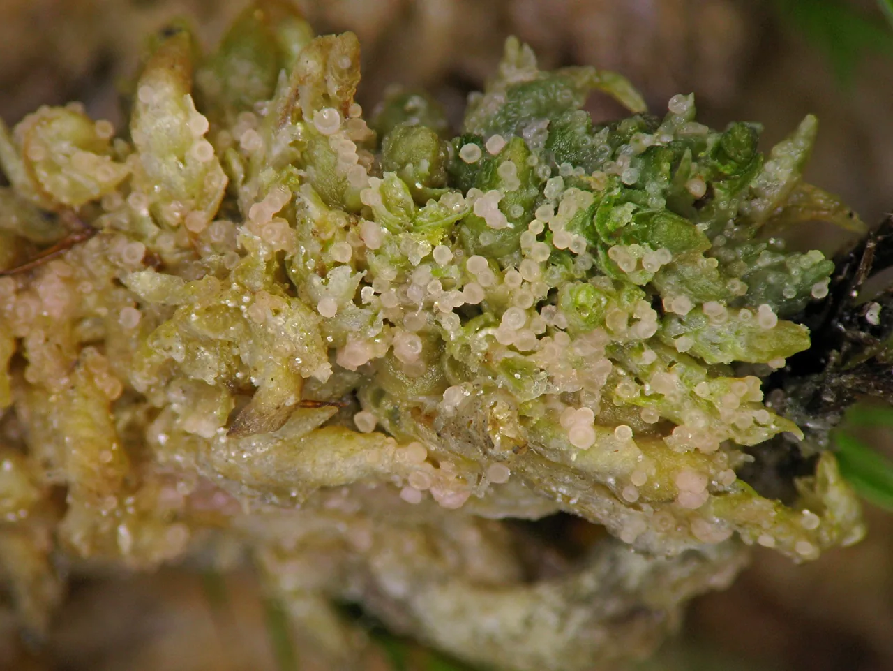 Geisleria sychnogonioides (Geisleria sychnogonioides) — photo mycologique