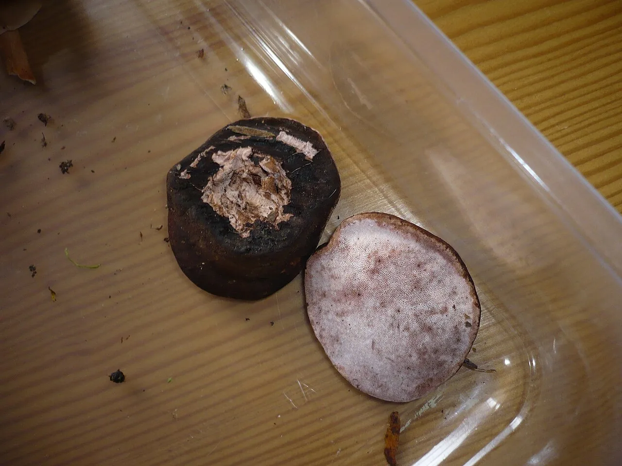 Genea brunneocarpa (Genea brunneocarpa) — photo mycologique