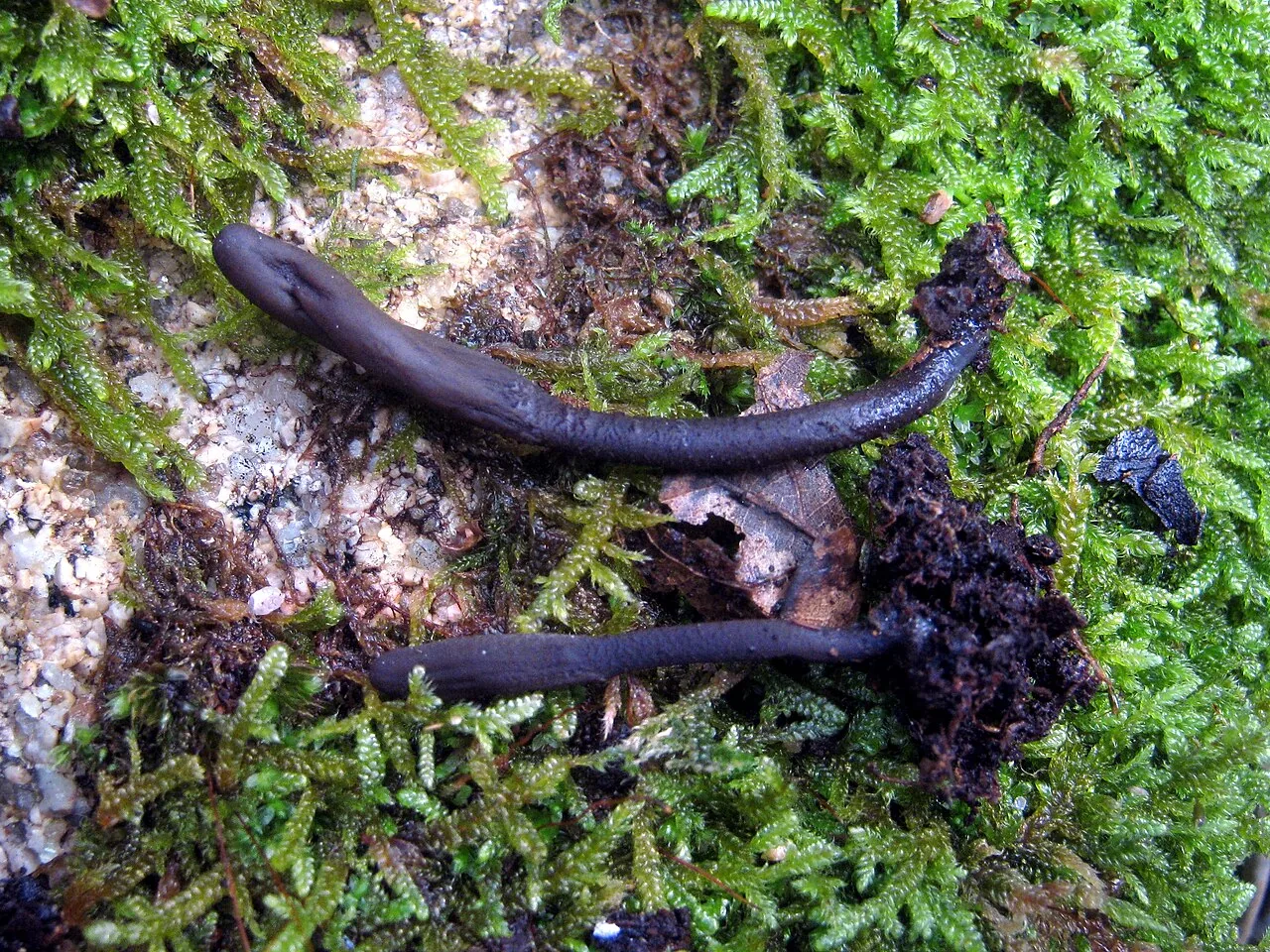 Geoglossum atropurpureum (Geoglossum atropurpureum) — photo mycologique