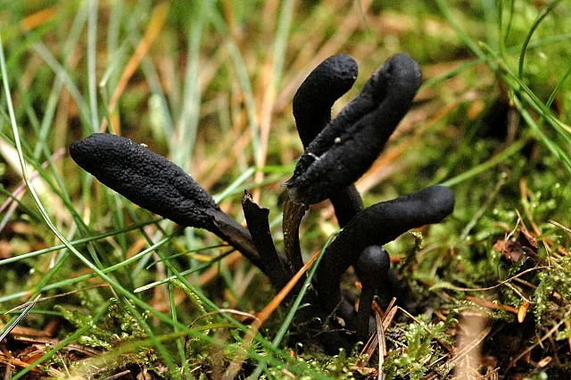 Geoglossum brunneipes (Geoglossum brunneipes) — photo mycologique