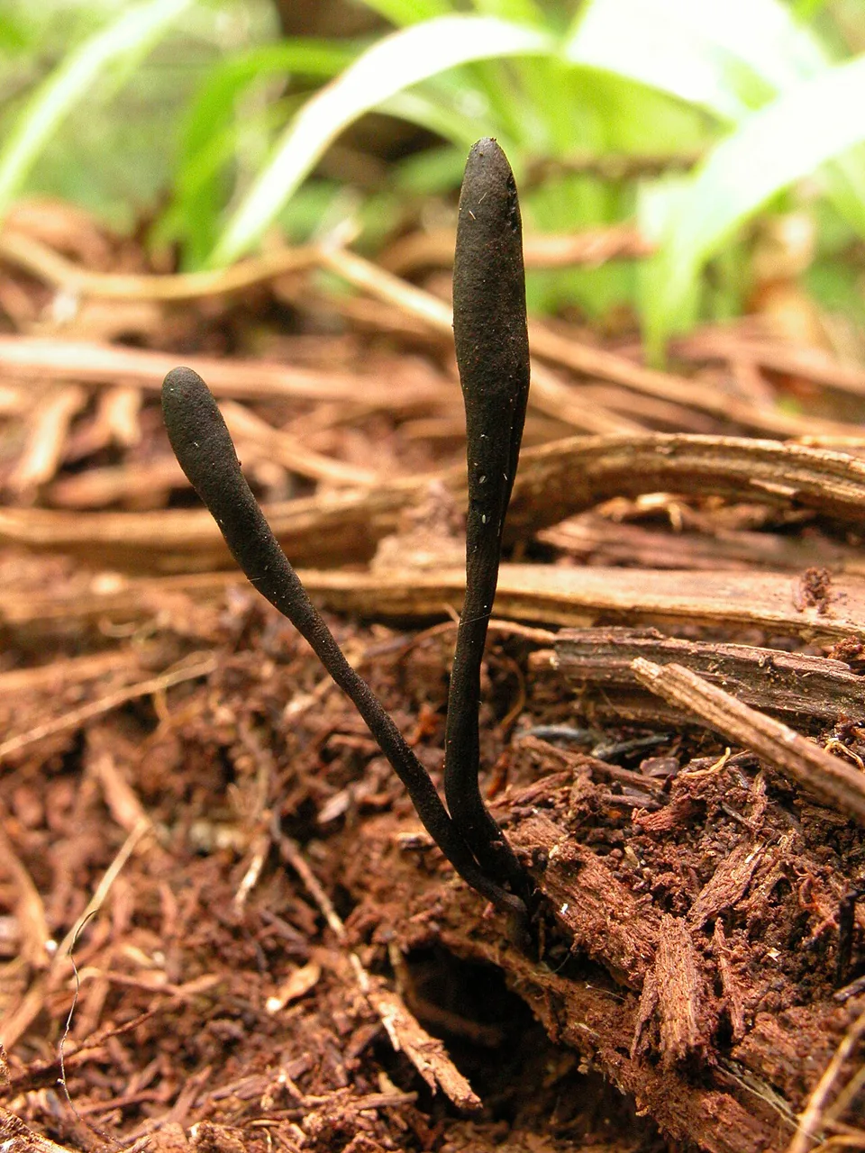 Geoglossum fallax (Geoglossum fallax) — photo mycologique