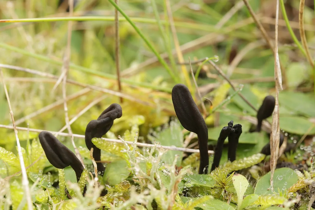Geoglossum umbratile (Geoglossum umbratile) — photo mycologique