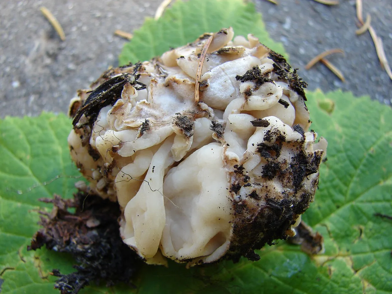 Geopora semi-immersa (Geopora semi-immersa) — photo mycologique