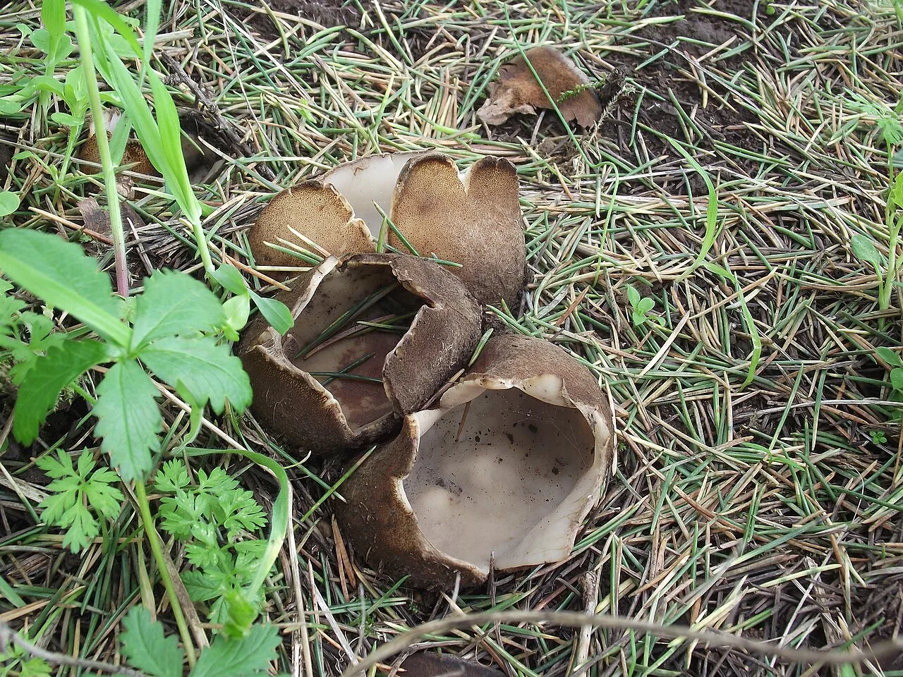 Geopora sumneriana (Geopora sumneriana) — photo mycologique