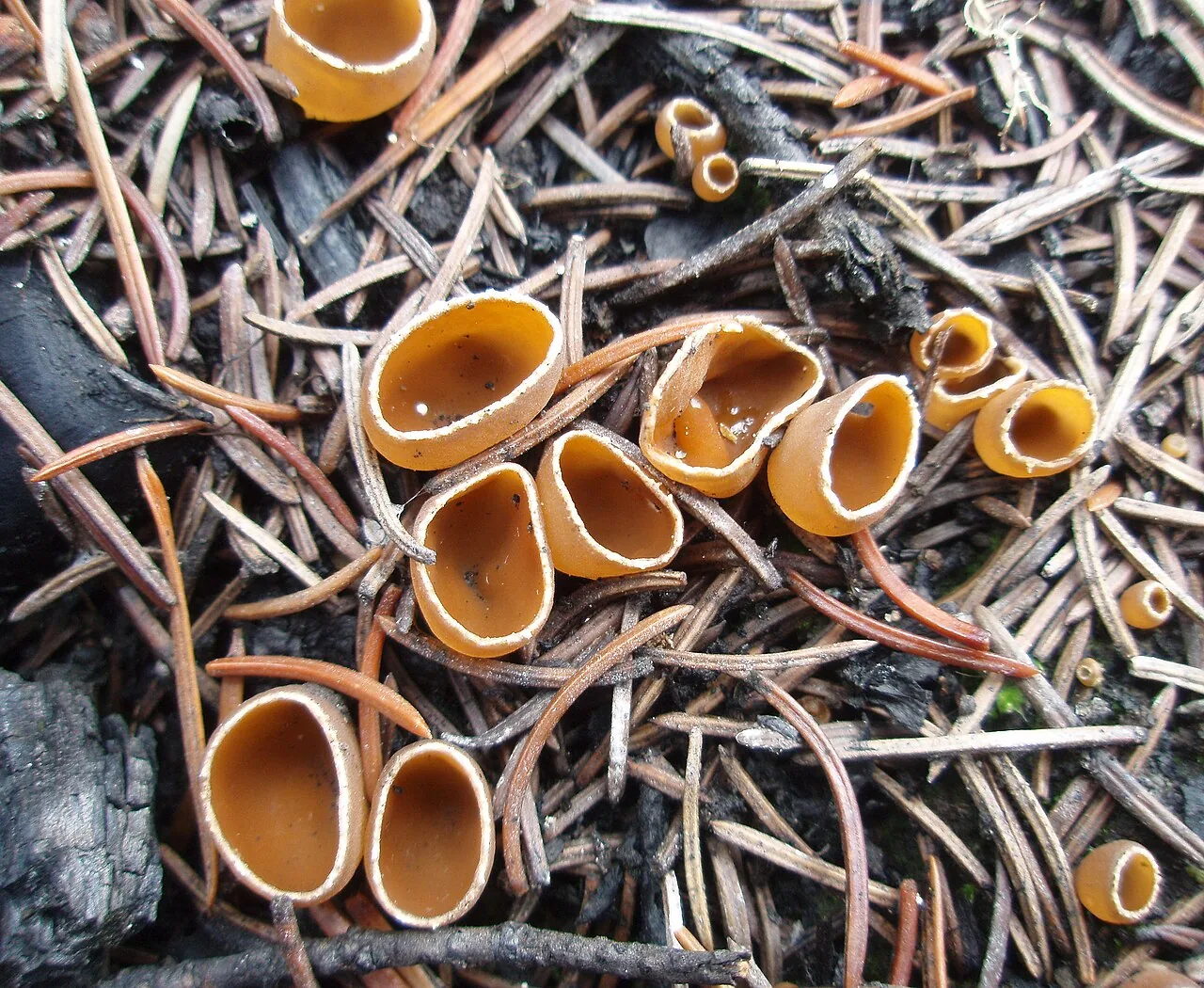 Geopyxis flavidula (Geopyxis flavidula) — photo mycologique