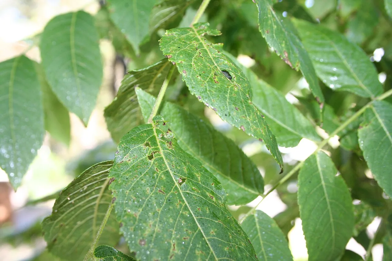 Geosmithia longistipitata (Geosmithia longistipitata) — photo mycologique