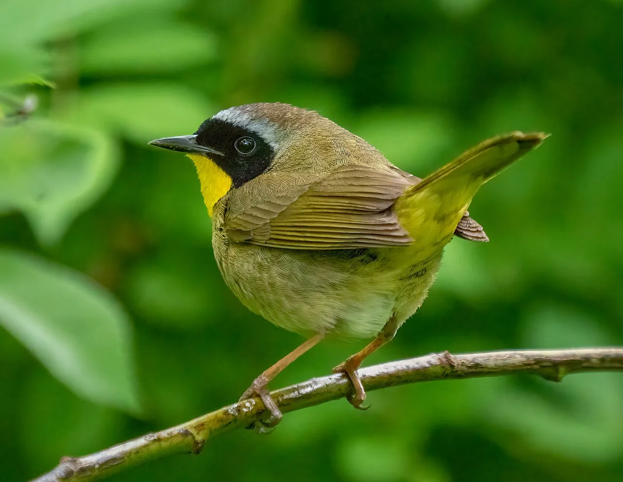 Paruline masquée (Geothlypis trichas) — photo vertébré