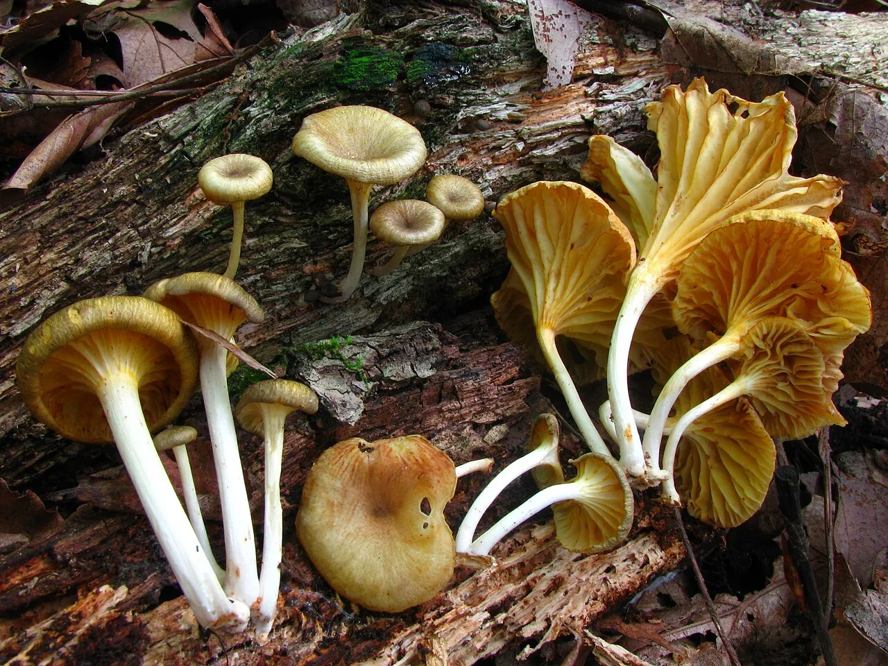Gerronema aconquijense (Gerronema aconquijense) — photo mycologique