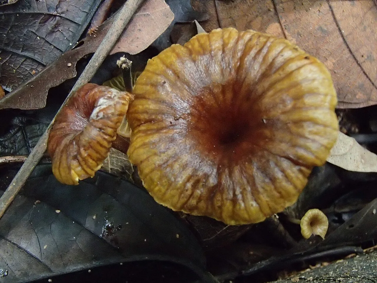 Gerronema cyathiforme (Gerronema cyathiforme) — photo mycologique