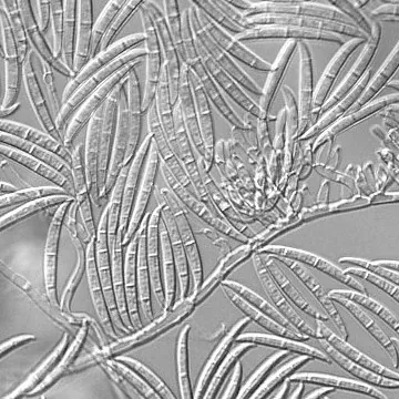 Gibberella macrolopha (Gibberella macrolopha) — photo mycologique