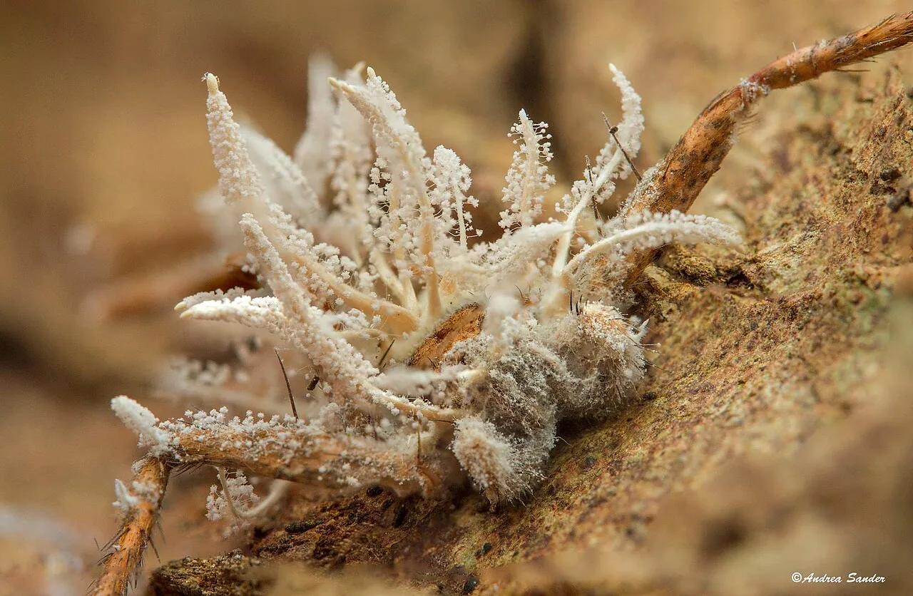 Gibellula aranearum (Gibellula aranearum) — photo mycologique