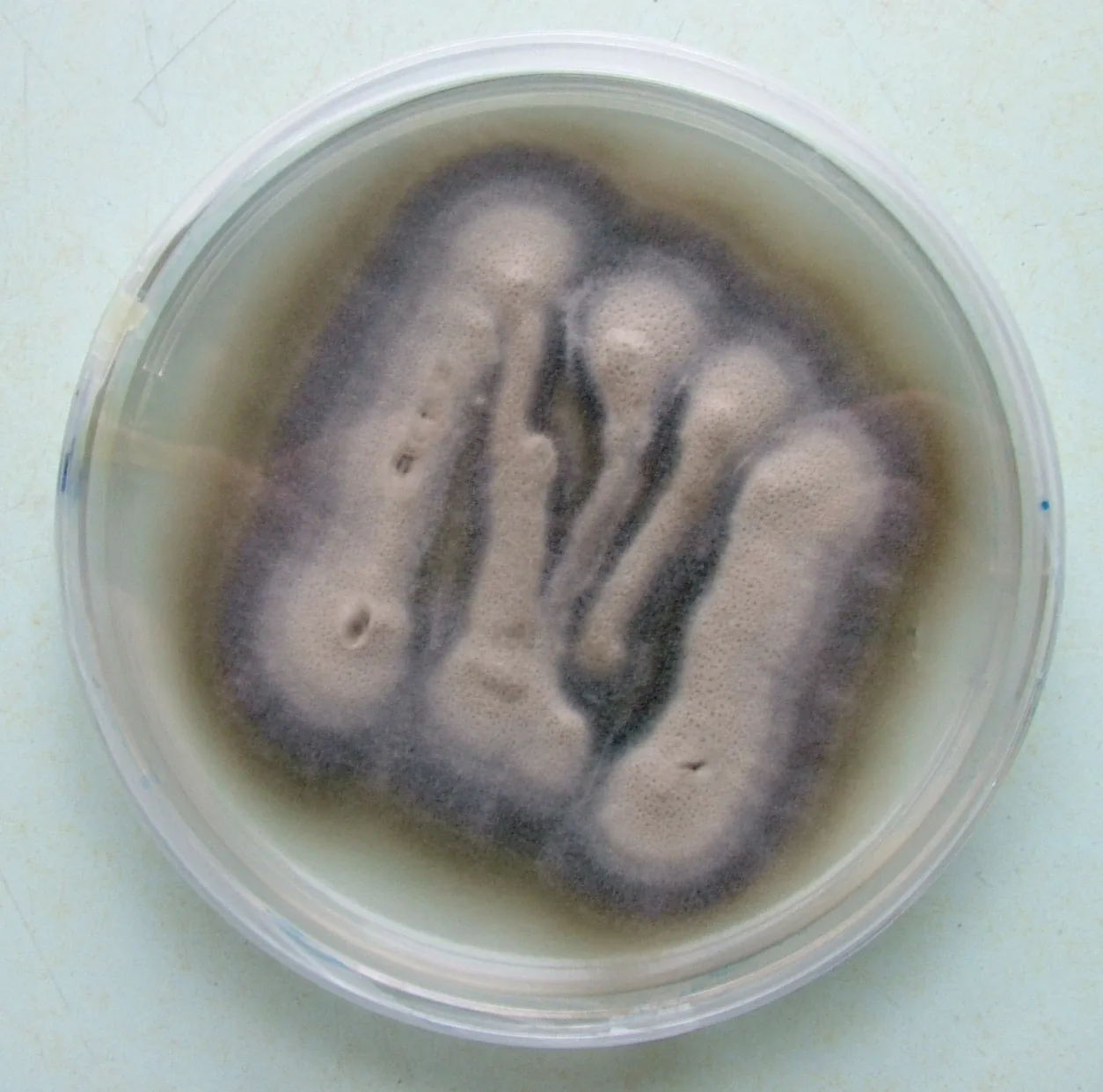 Gibellulopsis simonii (Gibellulopsis simonii) — photo mycologique