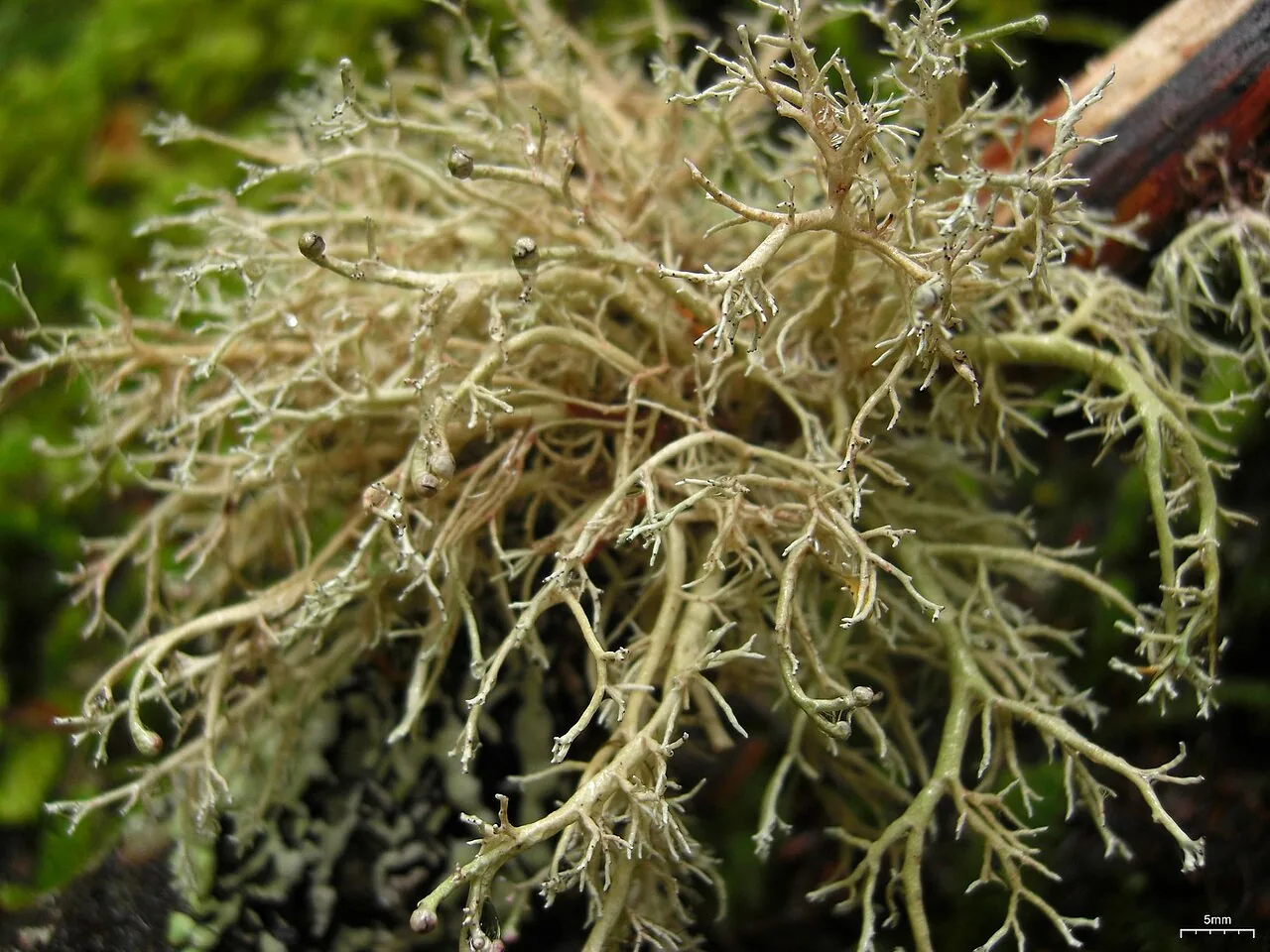Gilbertaria contristans (Gilbertaria contristans) — photo mycologique