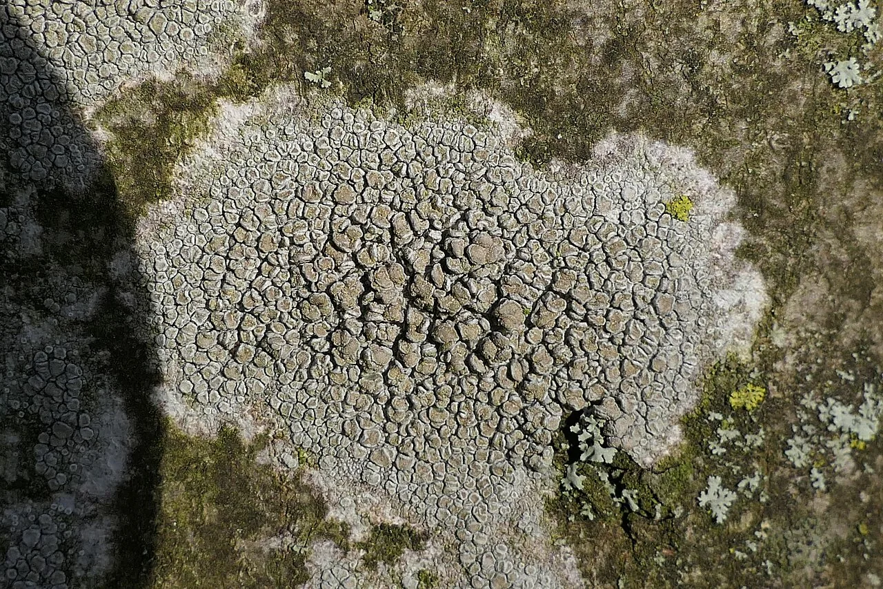 Glaucomaria carpinea (Glaucomaria carpinea) — photo mycologique