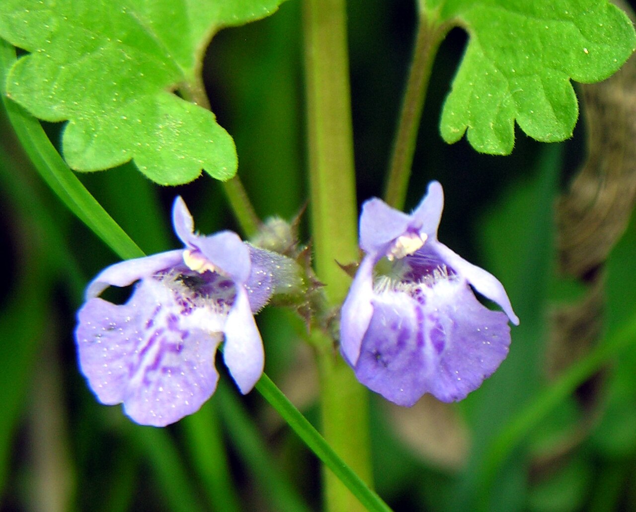 Lierre terrestre (Glechoma) — photo botanique