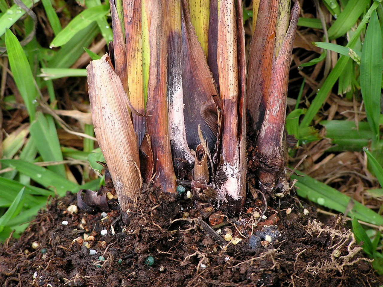 Gliocladium flavofuscum (Gliocladium flavofuscum) — photo mycologique