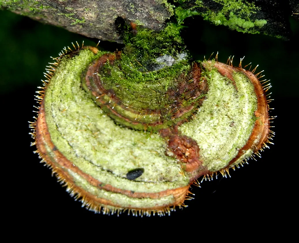 Gliocladium macropodinum (Gliocladium macropodinum) — photo mycologique