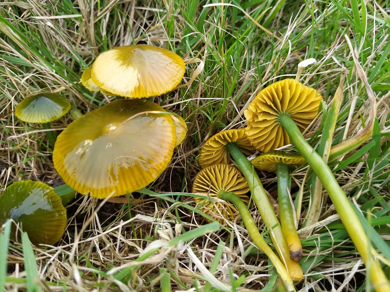 Gliophorus pseudograminicolor (Gliophorus pseudograminicolor) — photo mycologique