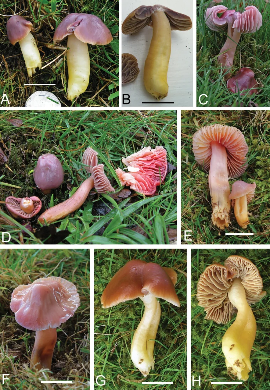 Gliophorus reginae (Gliophorus reginae) — photo mycologique