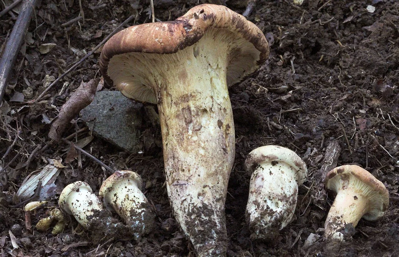 Gloeocantharellus persicinus (Gloeocantharellus persicinus) — photo mycologique