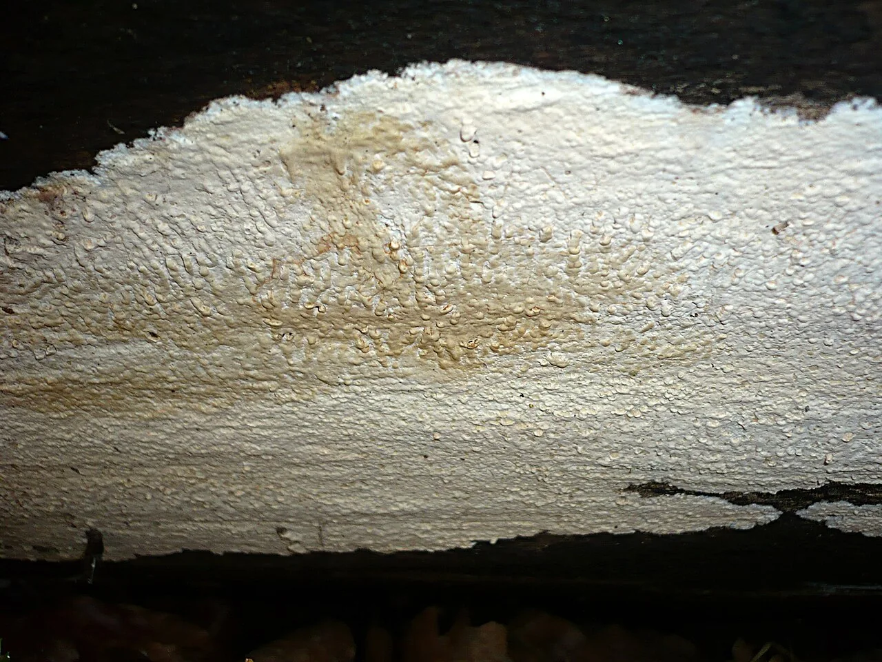 Gloeocystidiellum bisporum (Gloeocystidiellum bisporum) — photo mycologique