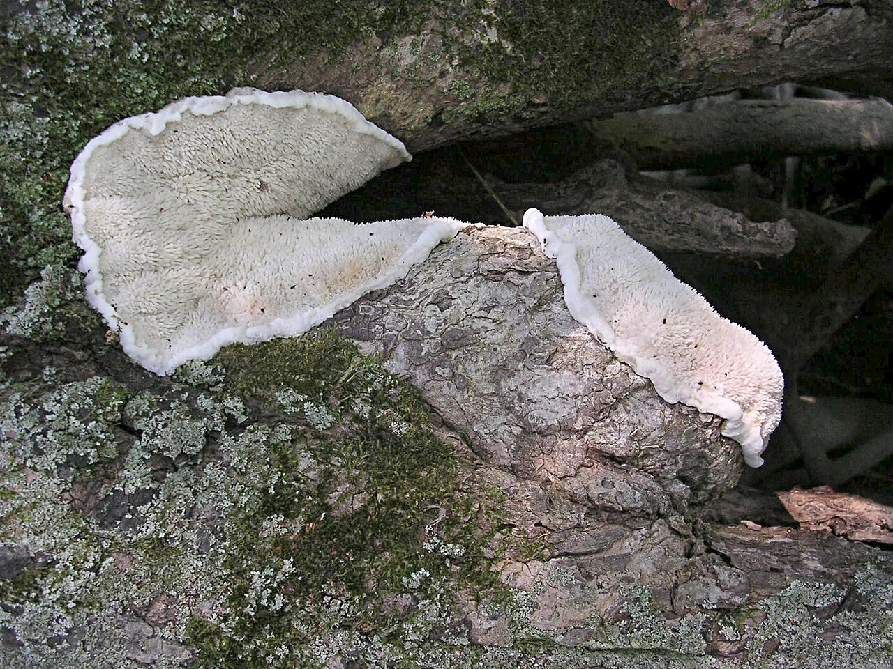 Gloeodontia discolor (Gloeodontia discolor) — photo mycologique