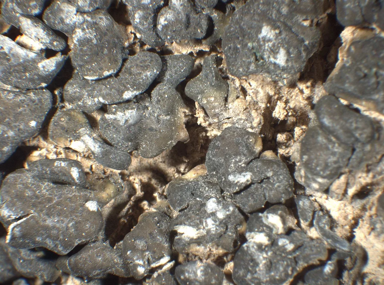 Gloeoheppia erosa (Gloeoheppia erosa) — photo mycologique