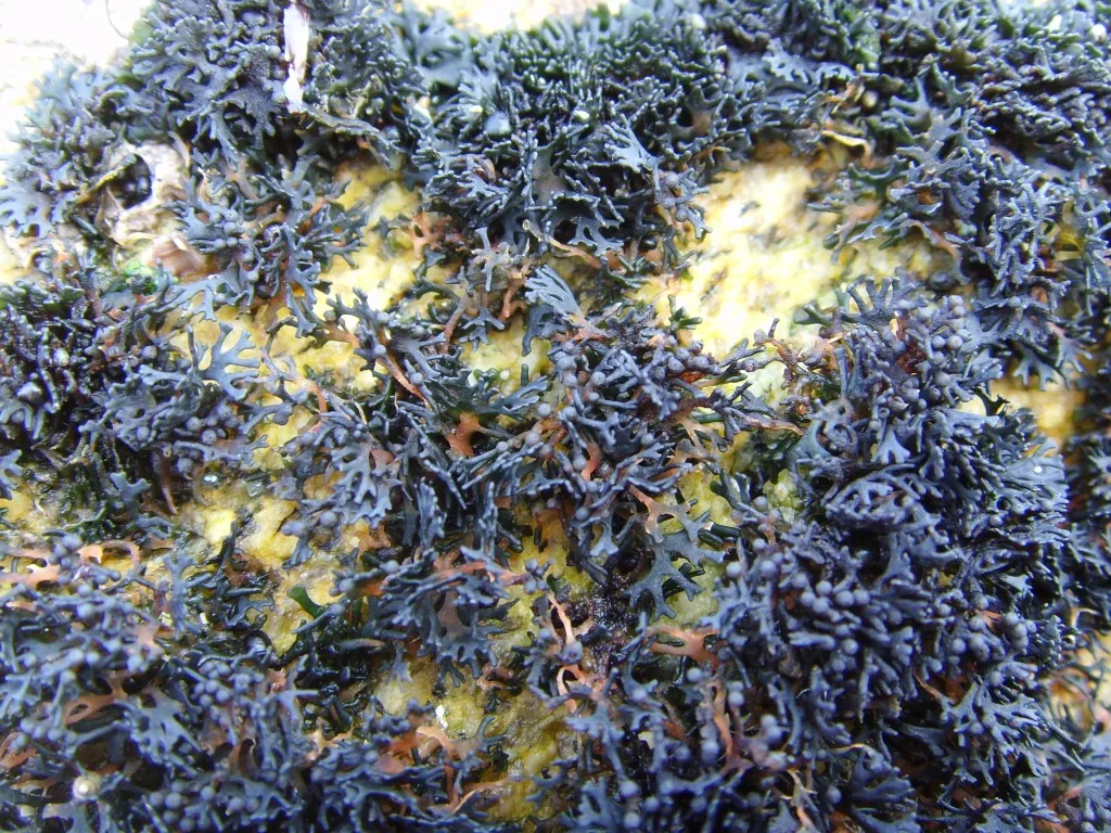 Gloeoheppia turgida (Gloeoheppia turgida) — photo mycologique