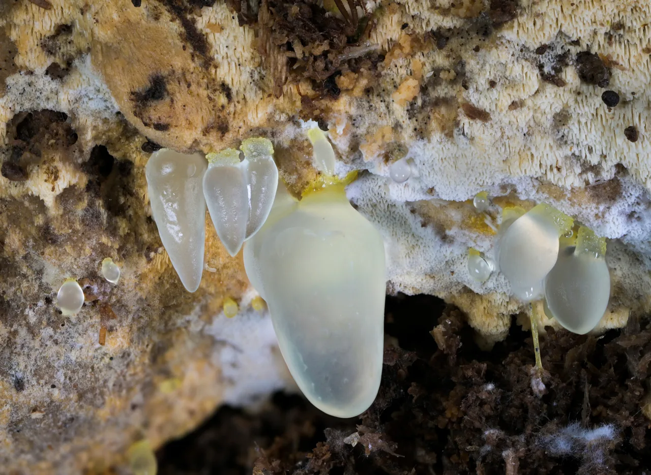 Gloeomucro ventricosus (Gloeomucro ventricosus) — photo mycologique