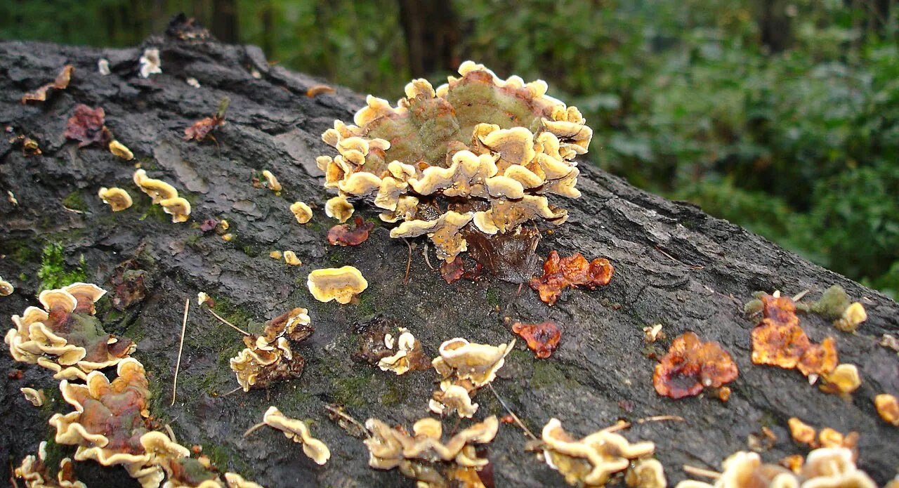 Gloeomyces moniliformis (Gloeomyces moniliformis) — photo mycologique