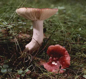 Gloeopeniophorella singularis (Gloeopeniophorella singularis) — photo mycologique