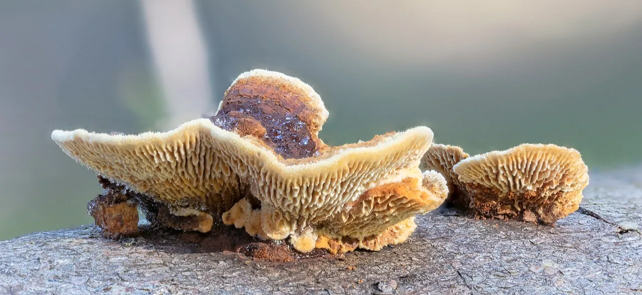 Gloeophyllum abietinum (Gloeophyllum abietinum) — photo mycologique