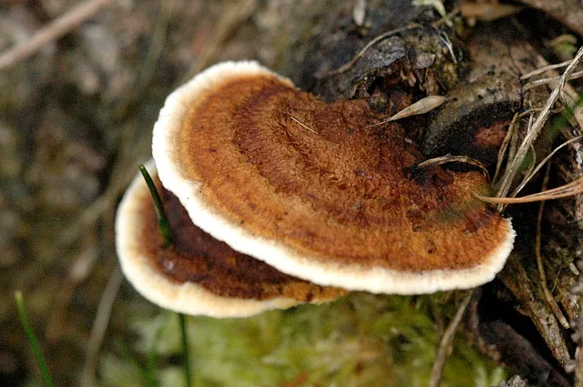 Gloeophyllum nigrozonatum (Gloeophyllum nigrozonatum) — photo mycologique