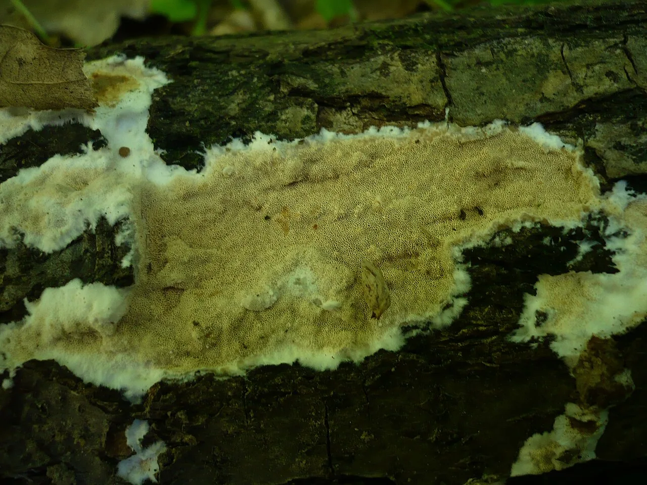 Gloeoporus thelephoroides (Gloeoporus thelephoroides) — photo mycologique